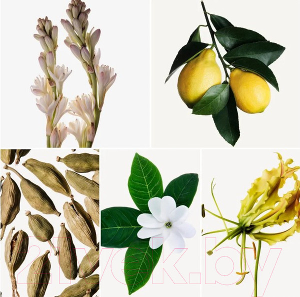 Изображение товара Парфюмерная вода Shakira Rojo (50мл)