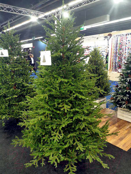 Изображение товара Ель искусственная GreenTerra Вилтони (1.5м)