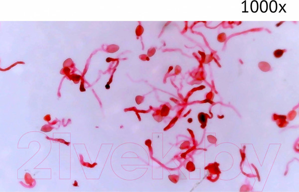 Изображение товара Микроскоп цифровой Микмед LCD 1000x 2.0LB / 30701