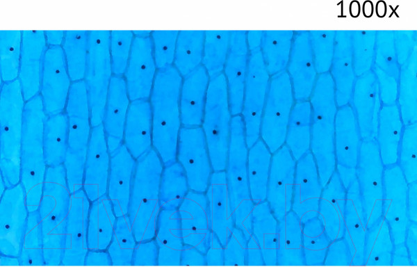 Изображение товара Микроскоп цифровой Микмед LCD 1000x 2.0LB / 30701