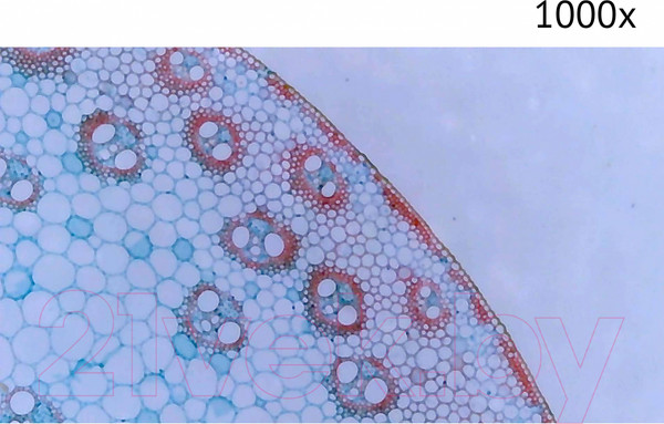 Изображение товара Микроскоп цифровой Микмед LCD 1000x 2.0LB / 30701