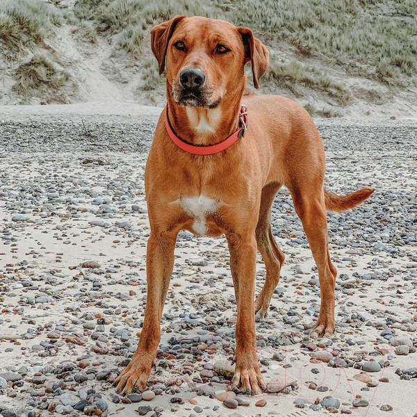 Изображение товара Ошейник HUNTER Collar Convenience Comfort / 63107 (55/M-L, неоновый оранжевый)