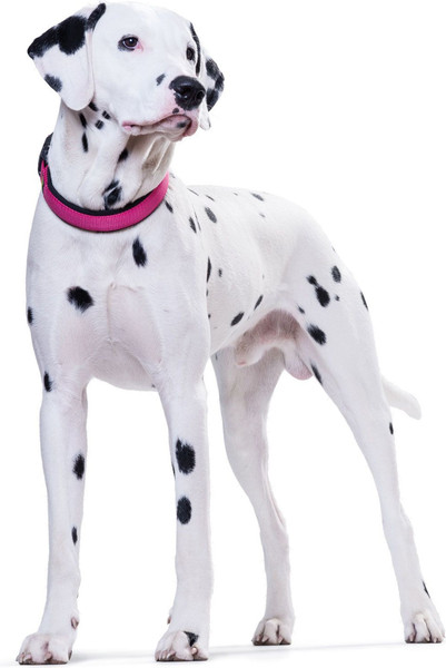 Изображение товара Ошейник HUNTER Collar Neoprene VP / 62184 (40/S-M, малиновый/черный)