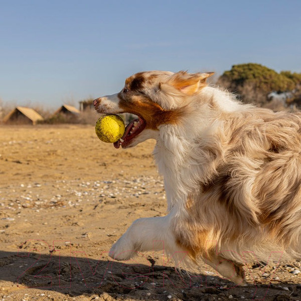Изображение товара Игрушка для кошек Ferplast Chewa Boing / 86623722