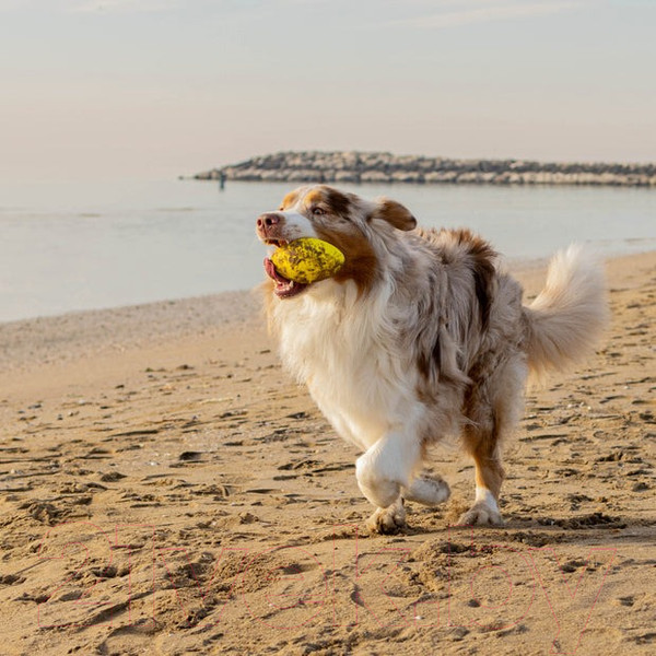 Изображение товара Игрушка для кошек Ferplast Chewa Boing / 86626722