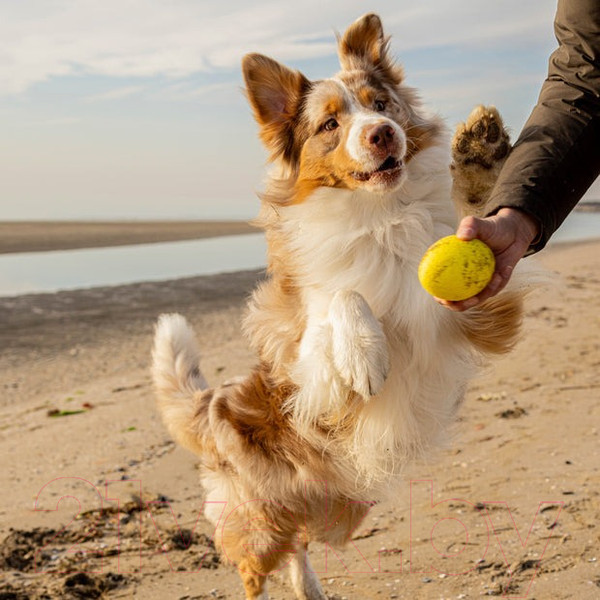 Изображение товара Игрушка для кошек Ferplast Chewa Boing / 86626722