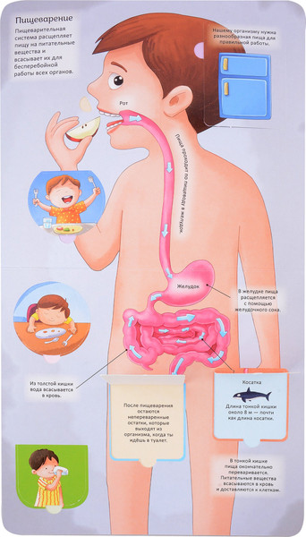 Изображение товара Энциклопедия Росмэн Тело человека. Энциклопедия с окошками / 9785353106746