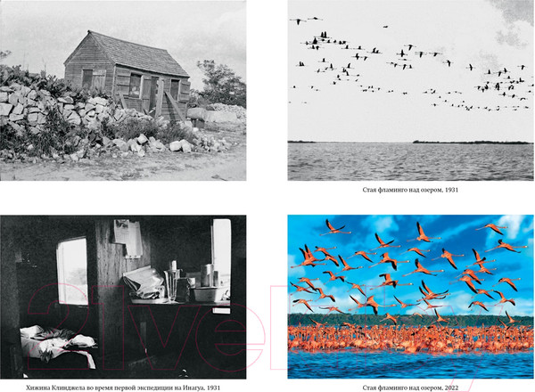 Изображение товара Книга КоЛибри Остров тысячи тайн / 9785389238831 (Клинджел Д.)