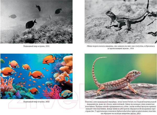 Изображение товара Книга КоЛибри Остров тысячи тайн / 9785389238831 (Клинджел Д.)