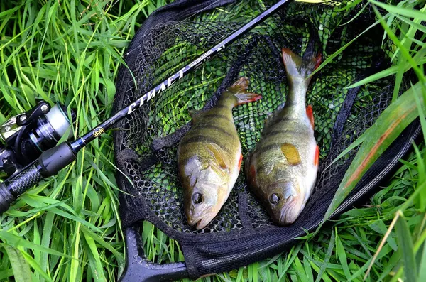 Изображение товара Спиннинг Волжанка Стилет тест 2-7гр / 024-0152 (2.3м)