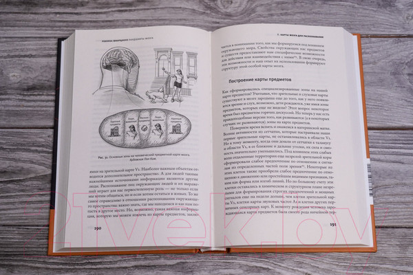 Изображение товара Книга АСТ Ландшафты мозга / 9785171527211 (Шварцлоуз Р.)