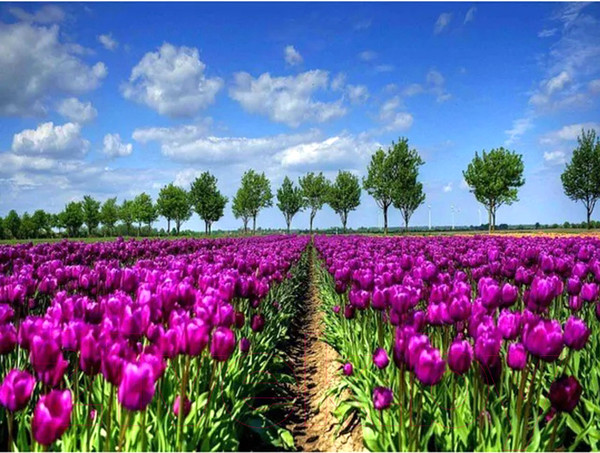 Изображение товара Набор алмазной вышивки Darvish Тюльпановое поле / DV-9512-5