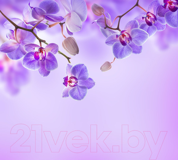 Изображение товара Фотообои листовые Vimala Цветы над водой 2 (270x300)