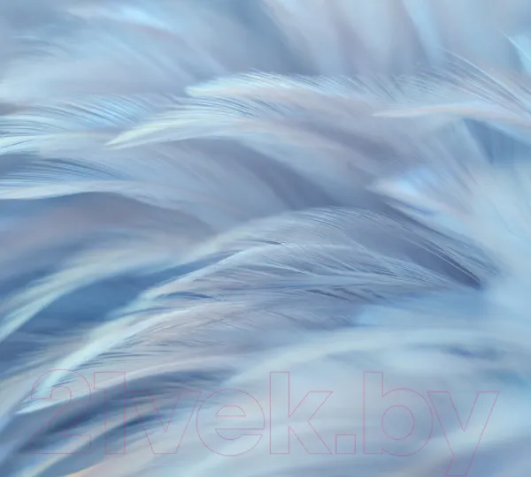 Изображение товара Фотообои листовые Vimala Перья 13 (270x300)