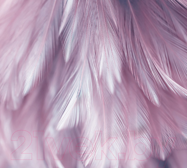 Изображение товара Фотообои листовые Vimala Перья 6 (270x300)