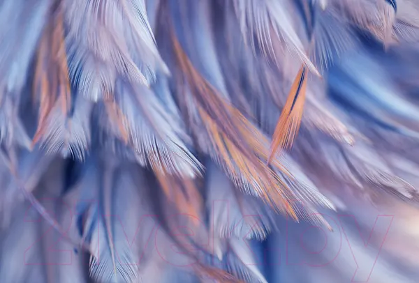 Изображение товара Фотообои листовые Vimala Перья 5 (270x400)