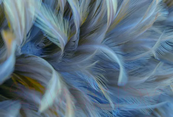 Изображение товара Фотообои листовые Vimala Перья 12 (270x400)