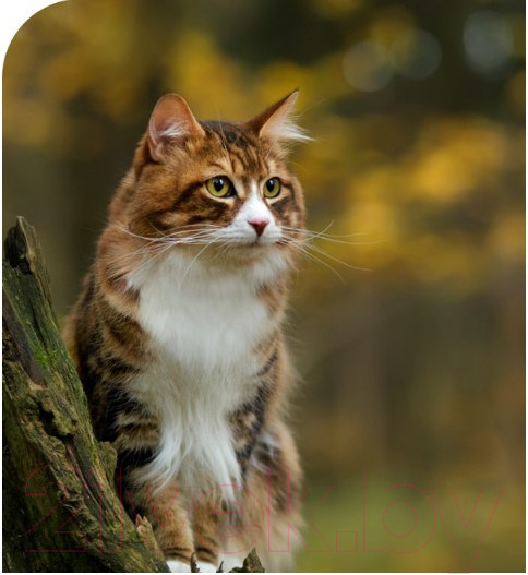 Изображение товара Сухой корм для кошек Spectrum Low Grain для стерилизованных кошек с лососем, анчоусом, клюквой (12кг)