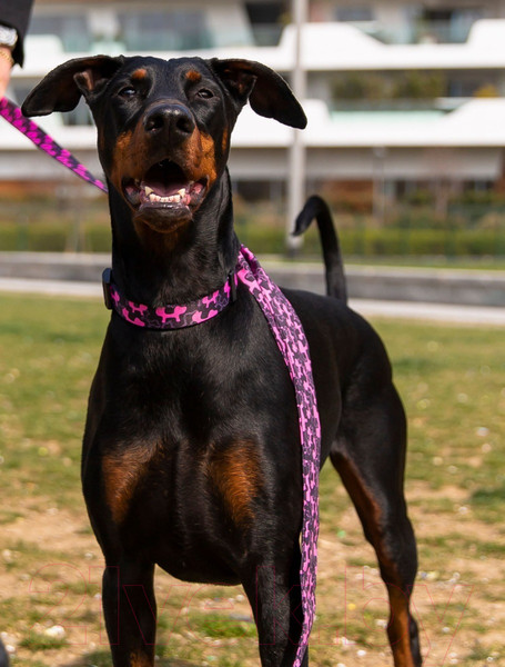 Изображение товара Ошейник United Pets Complete Me Identity S (черный/розовым)