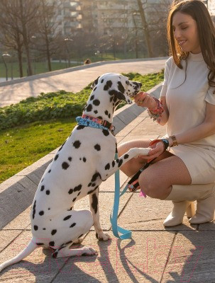 Изображение товара Поводок United Pets Complete Me 140см, 2см (голубой/оранжевый)