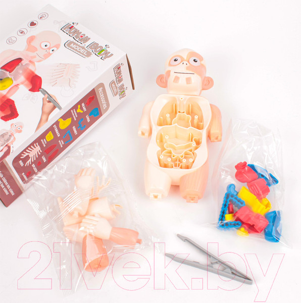 Изображение товара Научная игра Darvish Human Body / SR-T-3568