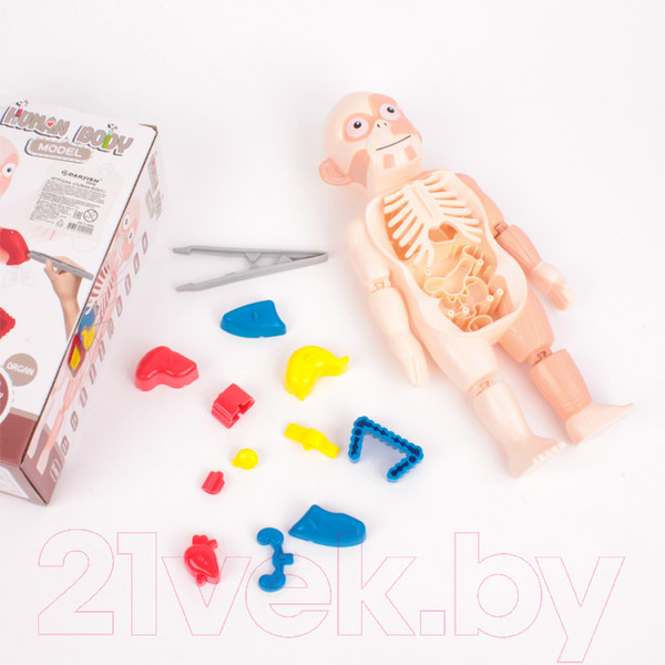 Изображение товара Научная игра Darvish Human Body / SR-T-3568