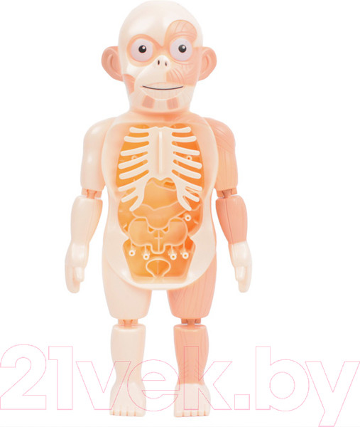 Изображение товара Научная игра Darvish Human Body / SR-T-3568