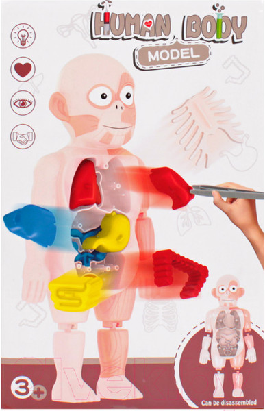 Изображение товара Научная игра Darvish Human Body / SR-T-3568