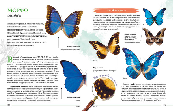 Изображение товара Энциклопедия Эксмо Насекомые мира. Детская энциклопедия, твердая обложка (Сочивко Андрей)