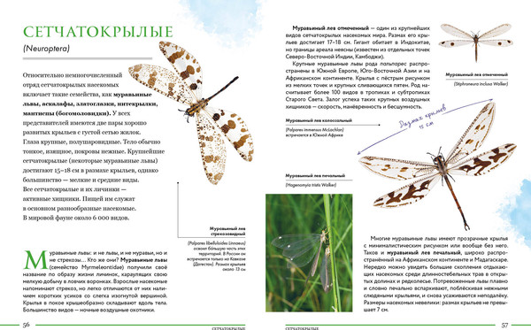 Изображение товара Энциклопедия Эксмо Насекомые мира. Детская энциклопедия, твердая обложка (Сочивко Андрей)