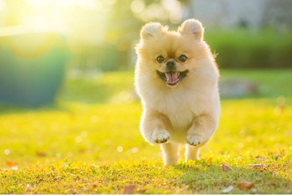Изображение товара Лакомство для собак Nature's Protection SC White Dogs Mobility & Joint Health / KIKNPSC47655 (150г)