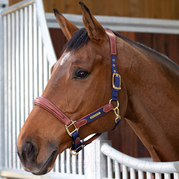 Изображение товара Недоуздок для лошади Shires Velociti Lusso Premium / 4153/NAVY/COB (синий)