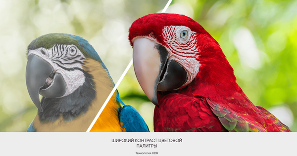 Изображение товара Телевизор Topdevice 43" TDTV43CS06UBK