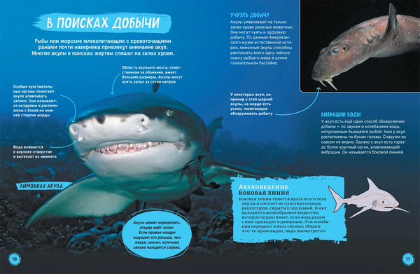Изображение товара Энциклопедия Росмэн Акулы, твердая обложка