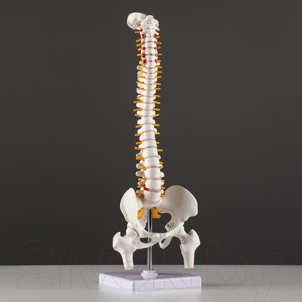Изображение товара Анатомическая модель Sima-Land Позвоночник человека / 7413831