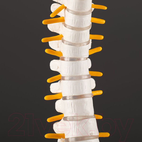 Изображение товара Анатомическая модель Sima-Land Позвоночник человека / 7413831