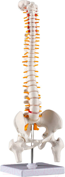Изображение товара Анатомическая модель Sima-Land Позвоночник человека / 7413831