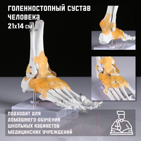 Изображение товара Анатомическая модель Sima-Land Голенностопный сустав человека / 5076791