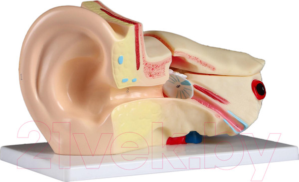 Изображение товара Анатомическая модель Sima-Land Ухо человека / 5076796