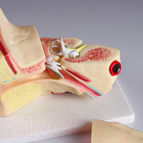Изображение товара Анатомическая модель Sima-Land Ухо человека / 5076796