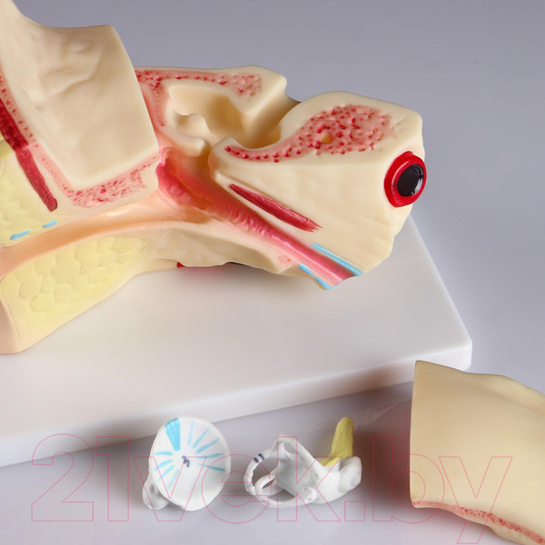 Изображение товара Анатомическая модель Sima-Land Ухо человека / 5076796