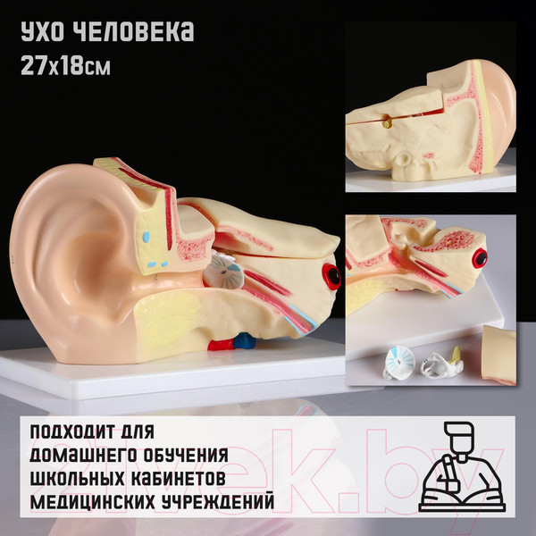 Изображение товара Анатомическая модель Sima-Land Ухо человека / 5076796