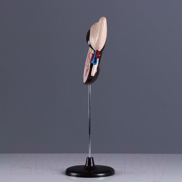 Изображение товара Анатомическая модель Sima-Land Почка человека / 5076794