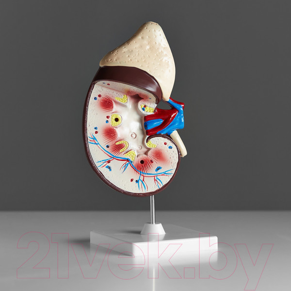 Изображение товара Анатомическая модель Sima-Land Почка человека / 5076794