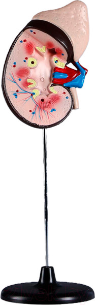 Изображение товара Анатомическая модель Sima-Land Почка человека / 5076794