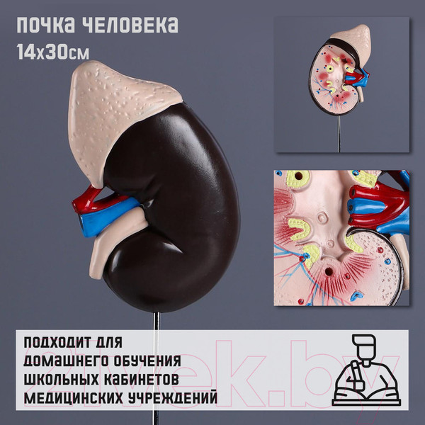 Изображение товара Анатомическая модель Sima-Land Почка человека / 5076794