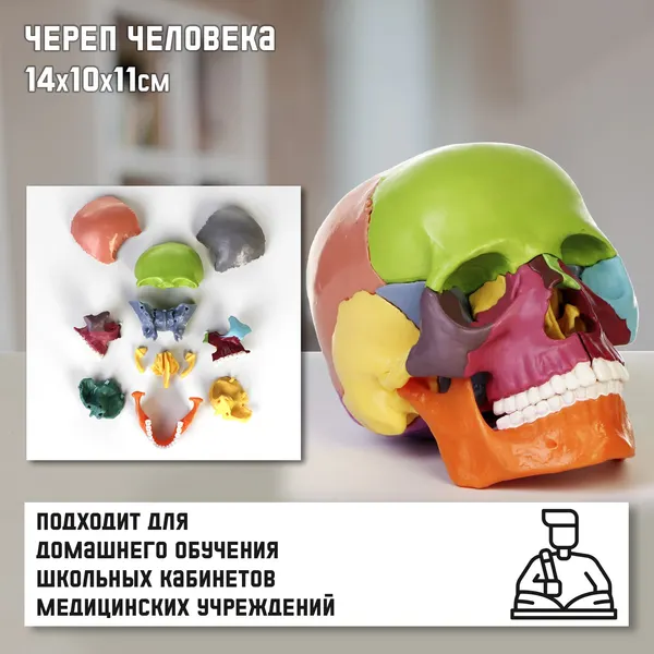 Изображение товара Анатомическая модель Sima-Land Череп человека / 10105441