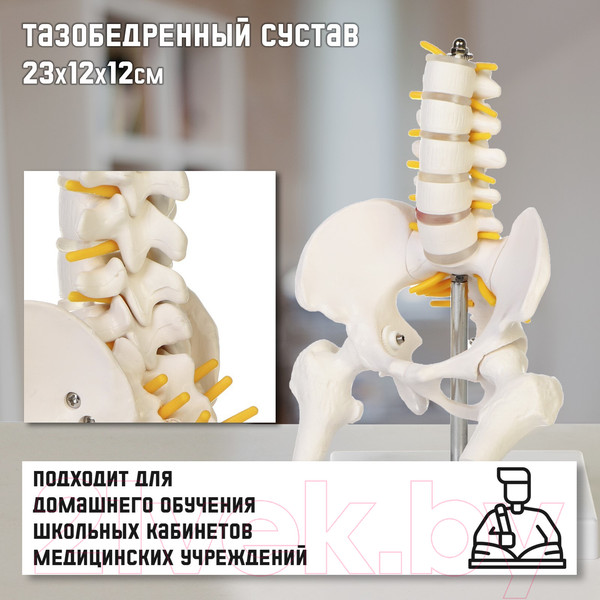 Изображение товара Анатомическая модель Sima-Land Поясничный отдел позвоночника, тазобедренный сустав / 10105454
