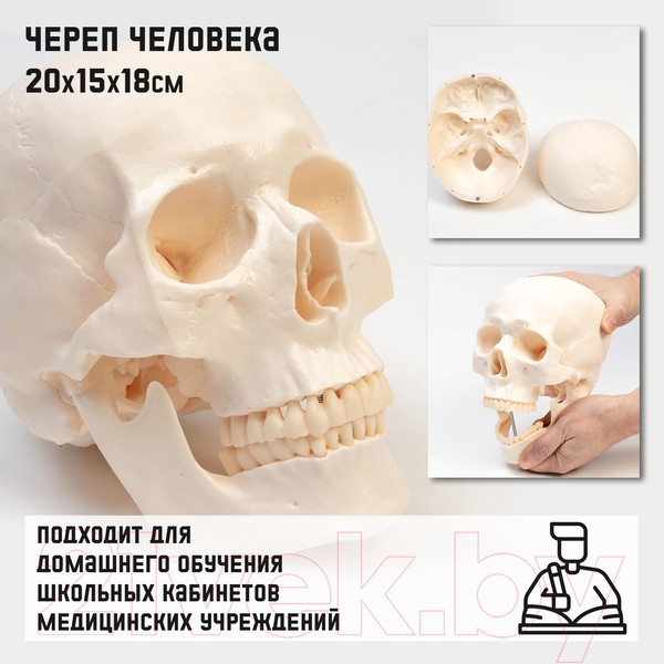 Изображение товара Анатомическая модель Sima-Land Череп человека / 9278885