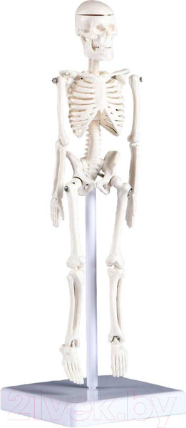 Изображение товара Анатомическая модель Sima-Land Скелет человека / 5076756
